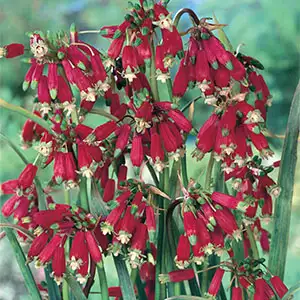 Dichelostemma Ida-Maia