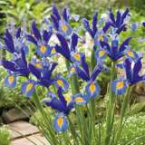 Dutch Iris Sapphire Beauty 16 Fm 14126560pa - Garden Express Australia
