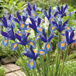 Dutch Iris Sapphire Beauty 16 Fm 14126560pa - Garden Express Australia