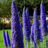 Echium Candicans 16 - Garden Express Australia