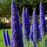 Echium Candicans Echium Candicans