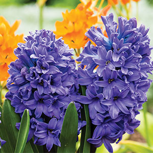 HYACINTH BLUE PEARL - Garden Express