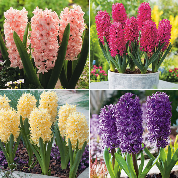 Hyacinth Collection 2