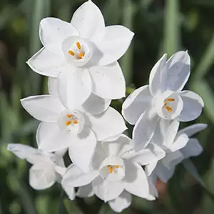 Jonquil Pollys Pearl