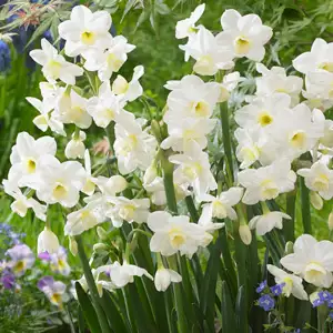 Jonquil Growing Guide Jonquil Silverchimes 16 Visi137697 - Garden Express Australia