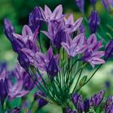 King Fabiola 16 Fm 13002348pa