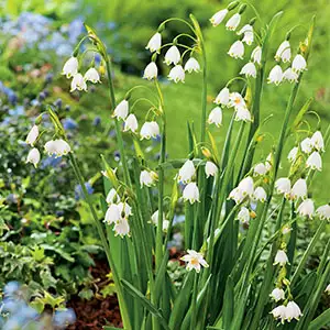 Leucojum Gravetye Giant
