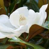 Magnolia Little Gem 16 - Garden Express Australia