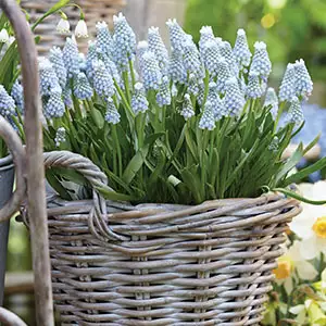 Grape Hyacinth Valerie Finnis