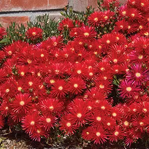 Photinia Growing Guide Pig Face Red - Garden Express Australia