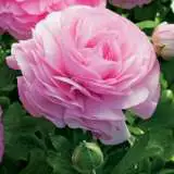 Ranunculus