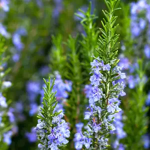 Rosemary Tuscan Blue