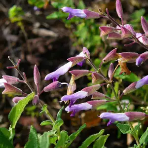Salvia Semiatrata 50mm Salvia Semiatrata 50mm