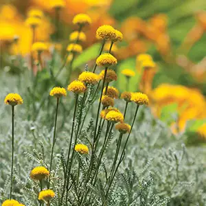 Santolina Cotton Lavender 50mm