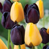 Tulip Black Yellow Blend - Garden Express Australia