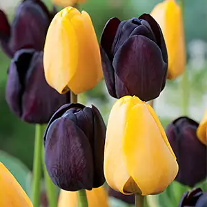 Tulip Black & Yellow Blend