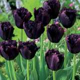 Novelty Tulips