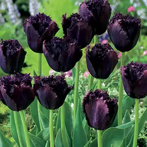 Tulip Growing Guide Tulip Cuban Night - Garden Express Australia