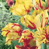 Parrot Tulips