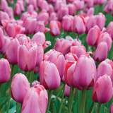 Tulip Pink Impression - Garden Express Australia