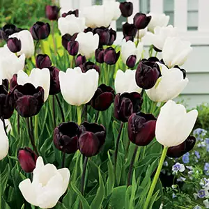 Tulip Black & White Blend