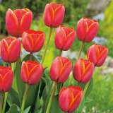 Tulip Ad Rem 16 Fm 14287175pa - Garden Express Australia