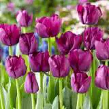 Tulip Triumph Collection-bold Colours Tulip Triumph Collection-bold Colours