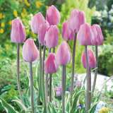 Tulip Tropical Lady 16 Fm 14234735pa - Garden Express Australia