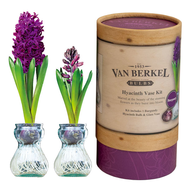Hyacinth Vase Kit Burgundy