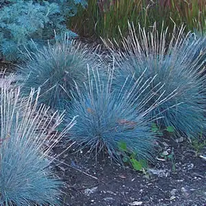 Blue Fescue Elijah Blue