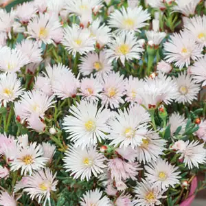 Photinia Growing Guide Pig Face White 2019 Lpopfawhi - Garden Express Australia