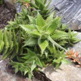 Aloe Aries Plaaloari - Garden Express Australia