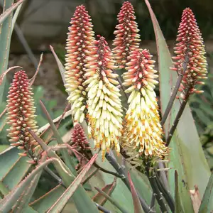 Aloe Ivory Dawn Tm Aloe Ivory Dawn Tm