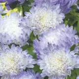 Aster Dutchess Blue Ice - Garden Express Australia
