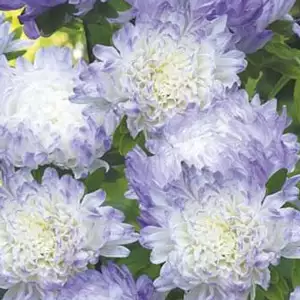 Seed – Aster Duchess Blue Ice Seed – Aster Duchess Blue Ice