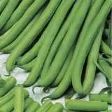 Bean Brown Beauty - Garden Express Australia