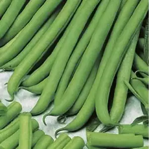 Seed – Dwarf Bean Brown Beauty