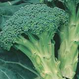 Seed – Broccoli Italian Sprouting