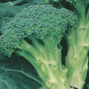 Broccoli Sprouting - Garden Express Australia