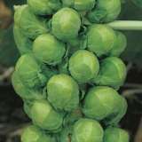 Seed – Brussels Sprouts Eversham Special