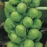 Brussel Sprouts - Garden Express Australia