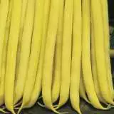 Butterbean - Garden Express Australia