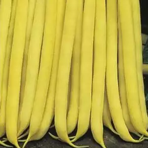 Seed – Butterbean Cherokee Wax