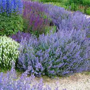 Catmint Walkers Low Catmint Walkers Low