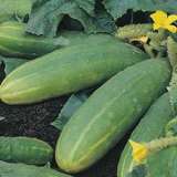 Cucumber Spacemaster - Garden Express Australia
