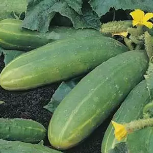 Seed – Cucumber Spacemaster