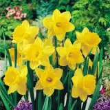 Daffodils