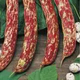 Dwarf Borlotti Bean - Garden Express Australia