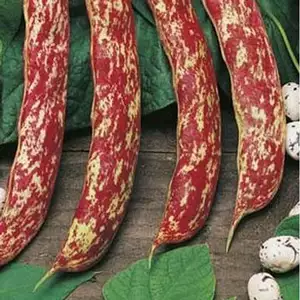 Seed – Dwarf Bean Borlotti