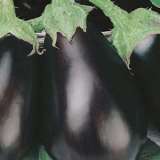 Seed – Eggplant Black Beauty